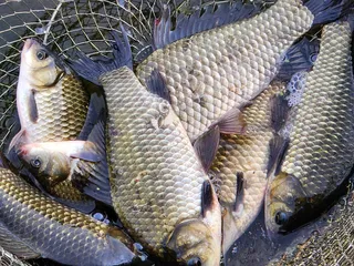 경북북부권 조황입니다 