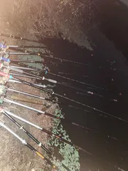 진위천 평택호 남양만 조황 소식