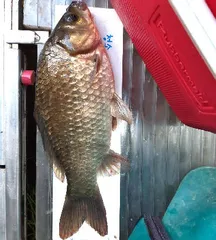 물러가는 더위-8월 중순의 조황안내 입니다.