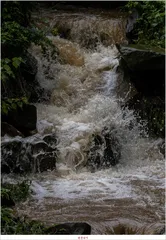 화곡지 49 cm..47.7 cm..45.5 cm 호조황..