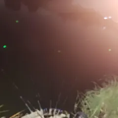 진위천 평택호 조황 