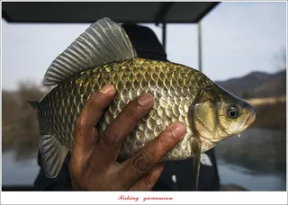 한버들 38.5 cm..38 cm..노지 4 짜 조황..