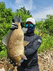 5차붕어와 허리급월척 마릿수