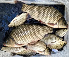 깊어가는 가을조황 안내 입니다.