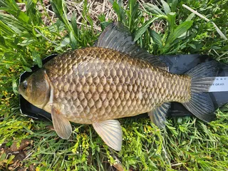 경북북부권 계곡지 부분산란중입니다 