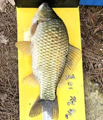 5월 중순에 드리는 조황안내 입니다.