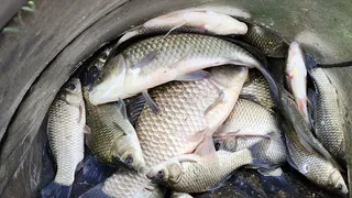 4짜와 월척마릿수 조과