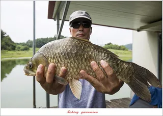 한버들 45.5 cm..솔 41.5 cm..제일 월척 조황..