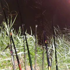 평택호 진위천 남양호 조황 소식