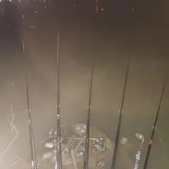 남양호 평택호 조황 소식