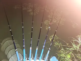 평택호 진위천 조황 소식