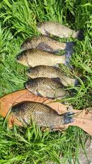 사짜와 대물붕어 마리수조황 