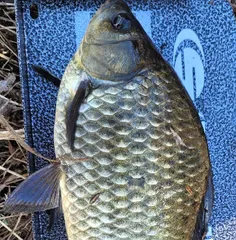 만추-11월의 조황안내 입니다.