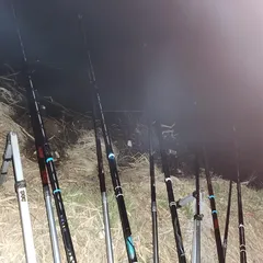 진위천 남양호 조황 소식