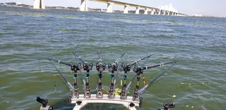 진위천 평택호 남양만 조황 소식