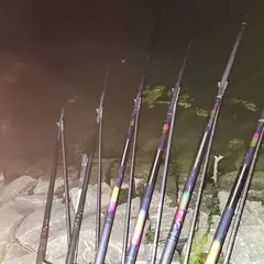 평택호 진위천 조황 소식