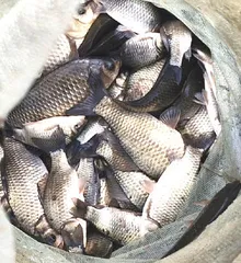 완연한 봄,붕어 만나기 좋은 주말 입니다.