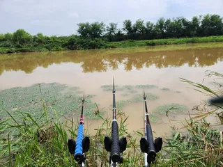 평택호 진위천 조황 소식