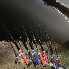 진위천 조황 소식