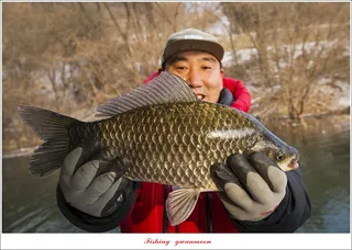 솔 43 cm  대물 및 월척 조황..