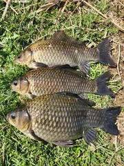 경북북부권 산란중입니다 