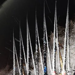 진위천 조황 소식