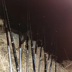 진위천 남양호 조황 소식