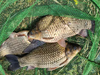 경북북부권 산란중입니다 