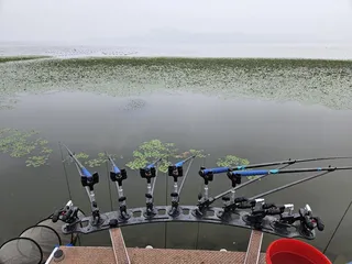 진위천 평택호 조황 