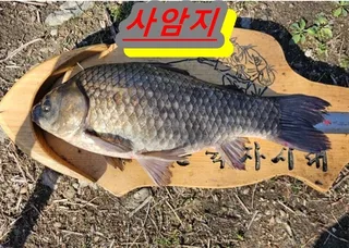 [사암(용담낚시터)지--4짜들이 곧잘 나옵니다