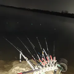 진위천 평택호 남양만 조황 소식 