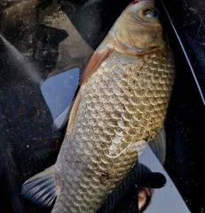 봄시즌을 알리는 춘분에 드리는 조황안내 입니다.