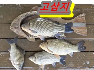 기지개 편 고삼지--4짜 소식