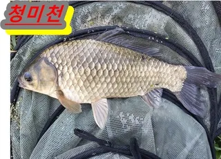 무료터 청미천--드디어 대물들이 나옵니다