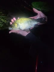 경산권 저수지 낚시 첨가는못 토종터