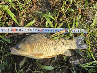 짬낚시중(인생최대조과)