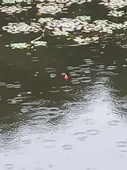 비가 오니 살짝 기대가 되네요.