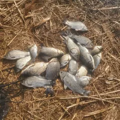 하.. 사진  이 뒤죽박죽  되어서  정말  로  죄송합니다 