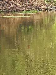 한 마리 나와 줄까요.?