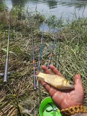 거진  1년만에보는붕어~