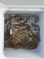 의성 토종터 소류지.