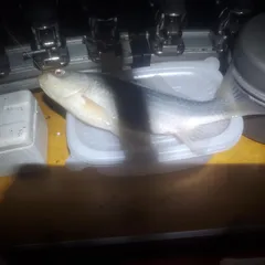 해남에서  조황 일부 ~~??