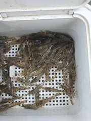 의성 토종터 소류지.