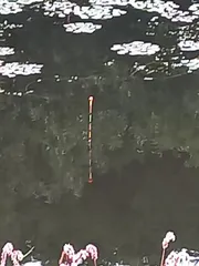 한 마리 볼수 있을까요..