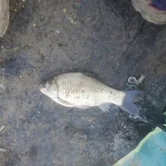 음성에서 ~~! 13일  지나고  있습니다..ㅋ 