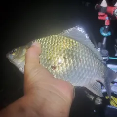 여주남한강 일원 에서 조금전에 잡은 쌍둥이 월..!!