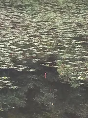 비가 와서 시원 하네요.