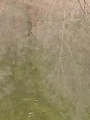 짬 낚시 잔챙이 타작.