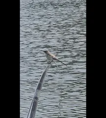 새 한 마리 추가요~~