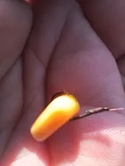 토종터 짬 낚시 0.3 모자라는 준척.